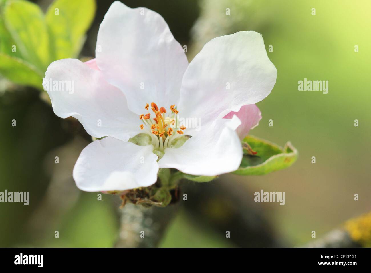 Frühjahr apple blossom Hintergrund. Schöne Natur Szene mit blühenden Baum auf grünem Hintergrund. Frühling Blumen Stockfoto