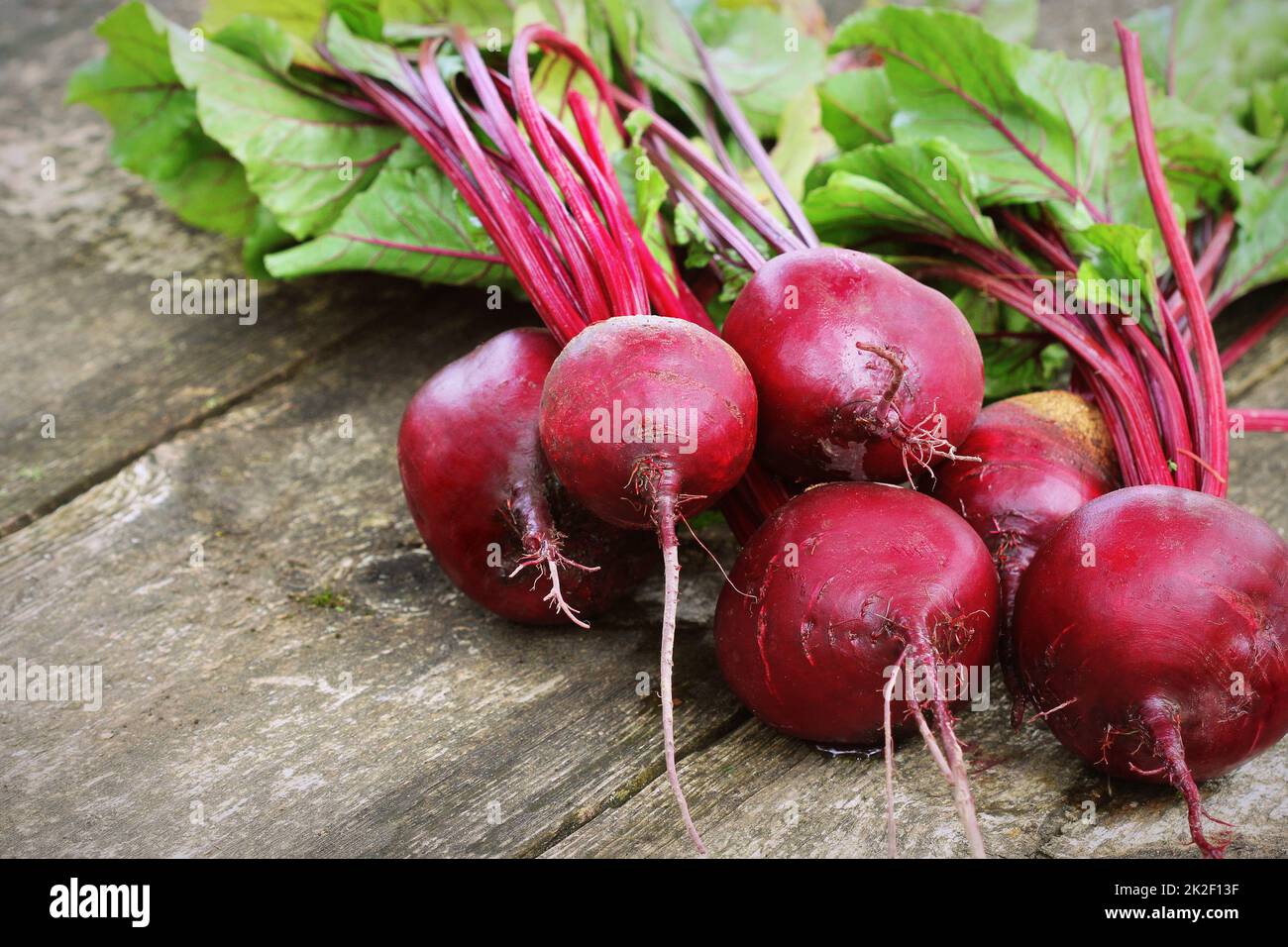 Frische rote Beete auf rustikalen Holzmöbeln Hintergrund. Ernte Gemüse kochen Konzeption. Diät- oder vegetarische Kost Konzept Stockfoto