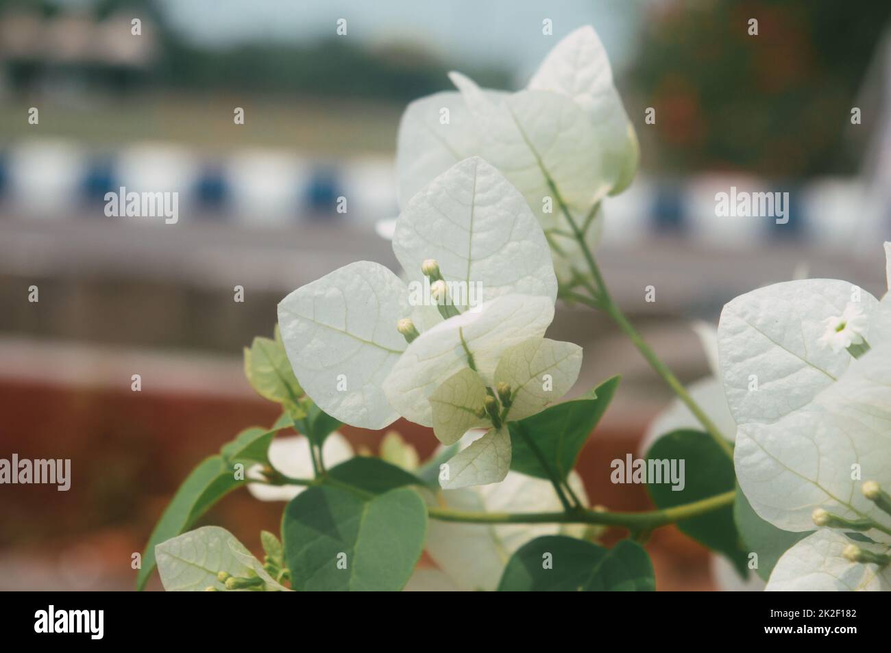 Zweig von Vanilla Ice Bougainvillea Pflanzen mit klassischen weißen Blüten umgeben von weißen Armbändern und weißen und grünen Rebblättern isoliert. Wunderschöner Blumenhintergrund. Stockfoto