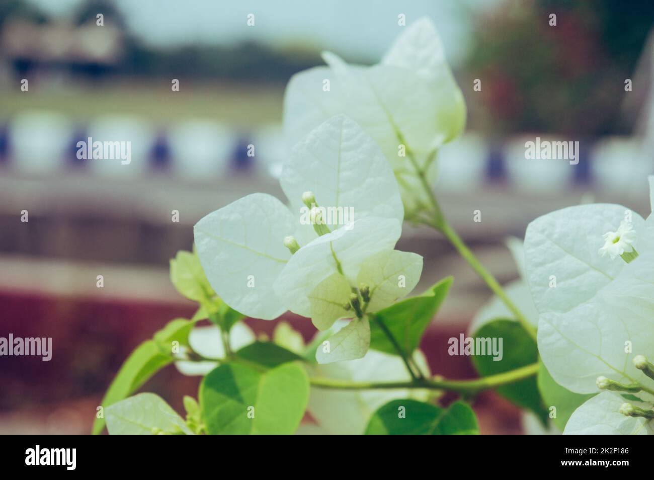 Zweig von Vanilla Ice Bougainvillea Pflanzen mit klassischen weißen Blüten umgeben von weißen Armbändern und weißen und grünen Rebblättern isoliert. Wunderschöner Blumenhintergrund. Stockfoto