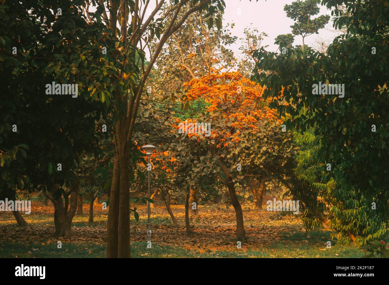 Krisscreura Gulmohar oder Royal Poinciana oder Flamboyant Zierbaum mit Hintergrundbeleuchtung bei Sonnenuntergang im Garten eines öffentlichen Parks. Der botanische Name Delonix Regia wird die Flamme des Waldes genannt. Stockfoto