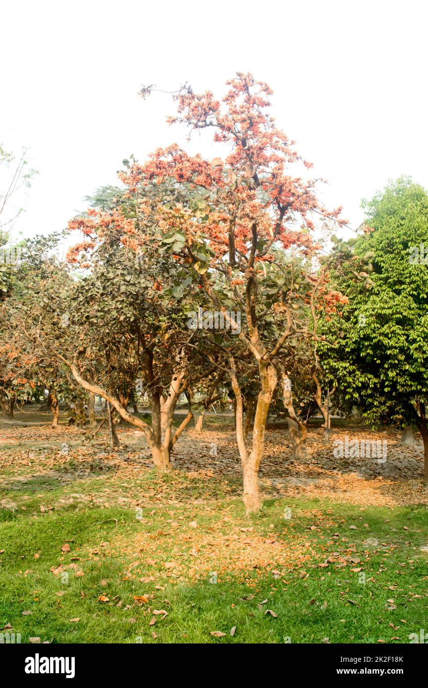 Krisscreura Gulmohar oder Royal Poinciana oder Flamboyant Zierbaum mit Hintergrundbeleuchtung bei Sonnenuntergang im Garten eines öffentlichen Parks. Der botanische Name Delonix Regia wird die Flamme des Waldes genannt. Stockfoto