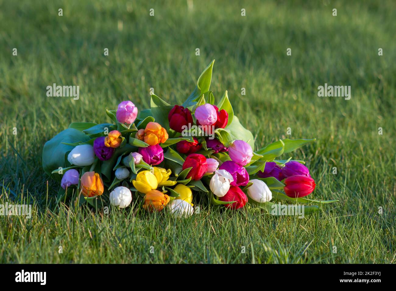 Bunte, frische Tulpen im Garten Stockfoto