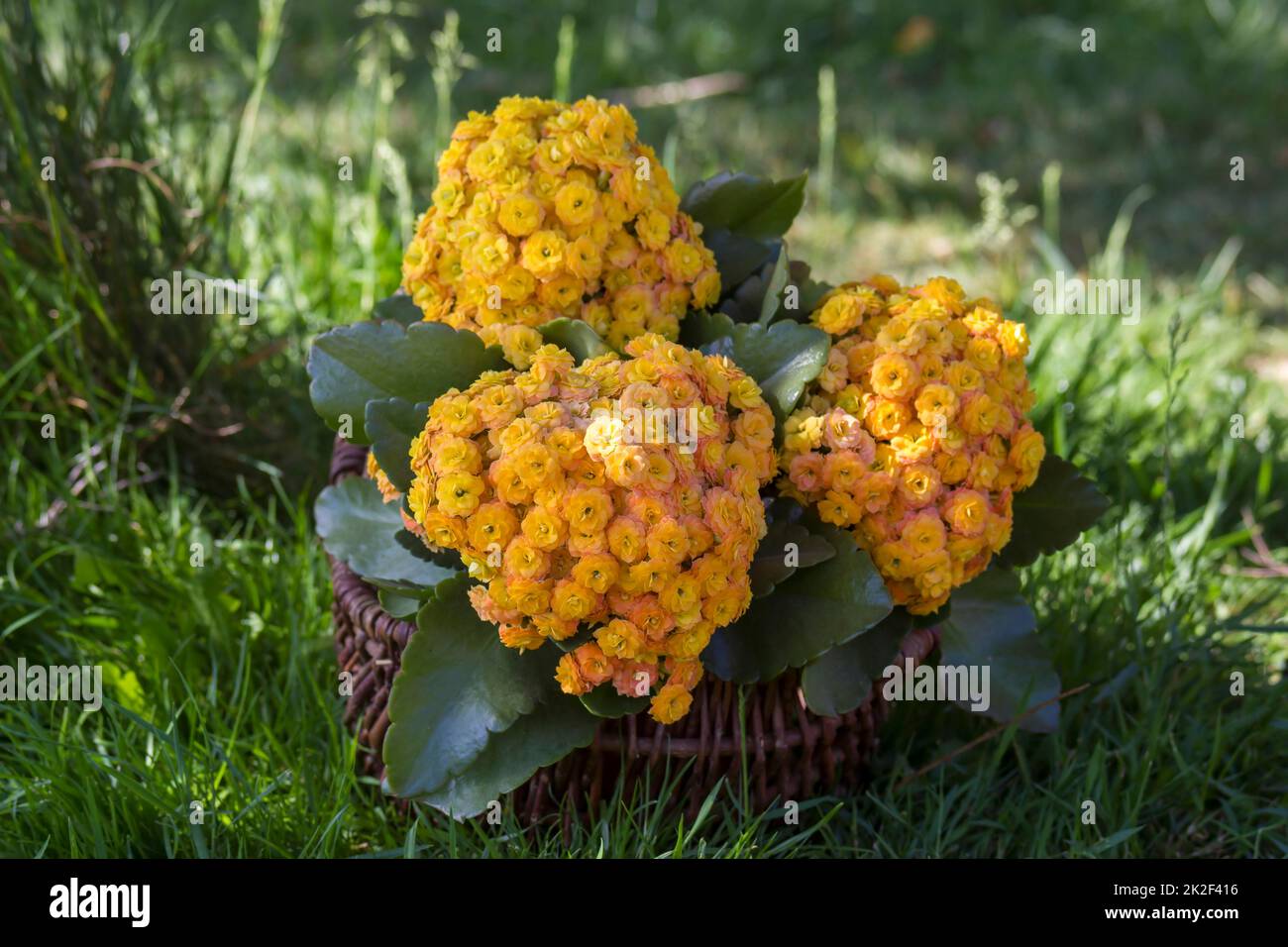 Gelbe kalanchoe blüht in einem Korb Stockfoto