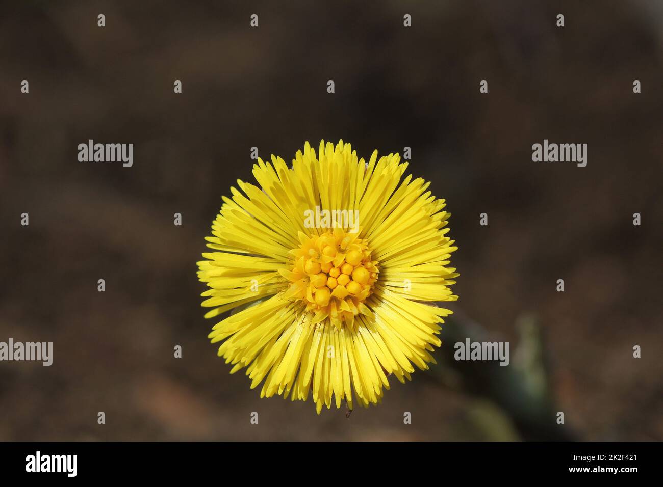 Huflattich, Heilpflanze, Blüte im Frühjahr. gelbe Blüte im Frühjahr. Stockfoto