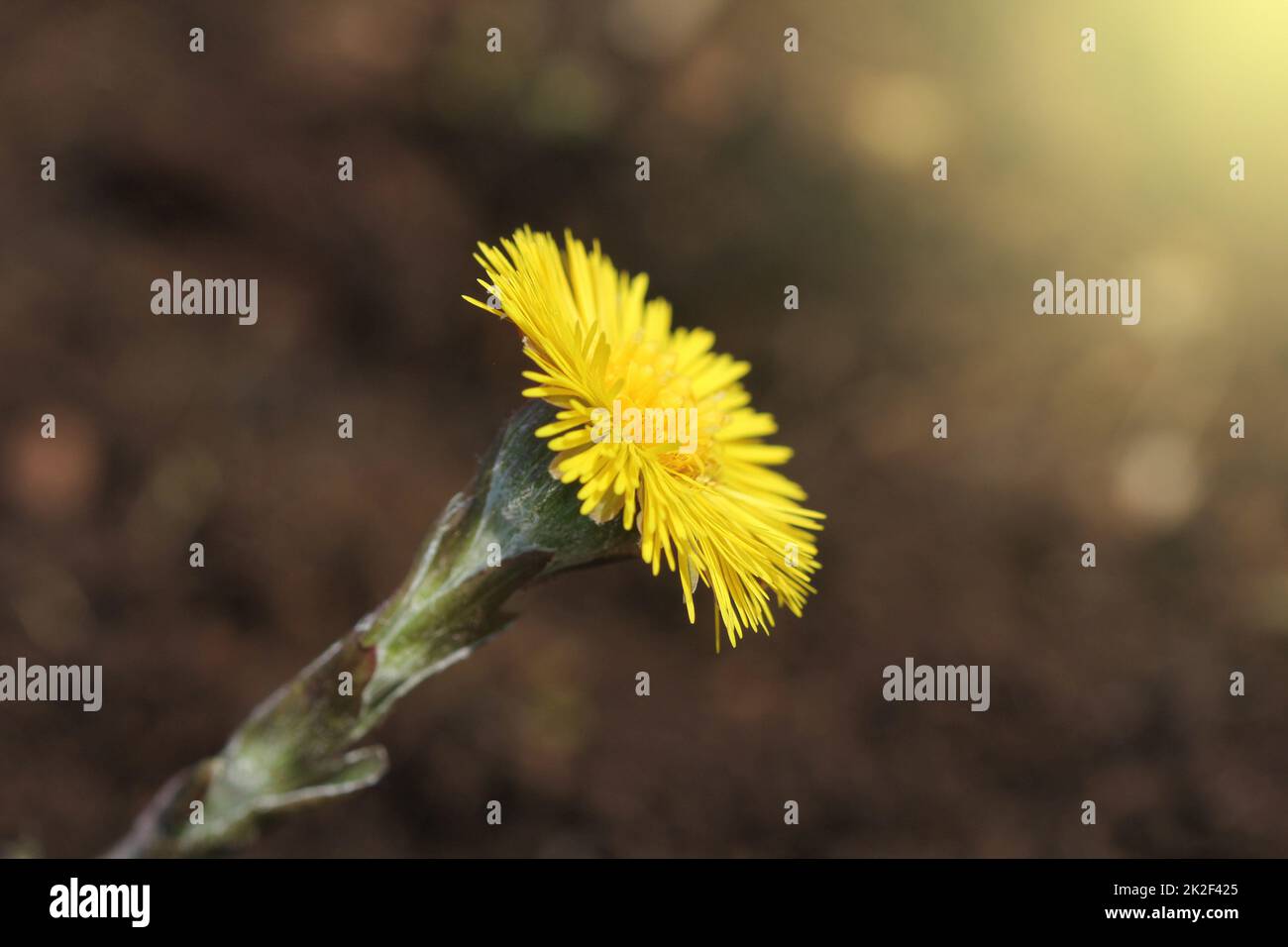 Huflattich, Heilpflanze, Blüte im Frühjahr. gelbe Blüte im Frühjahr. Stockfoto