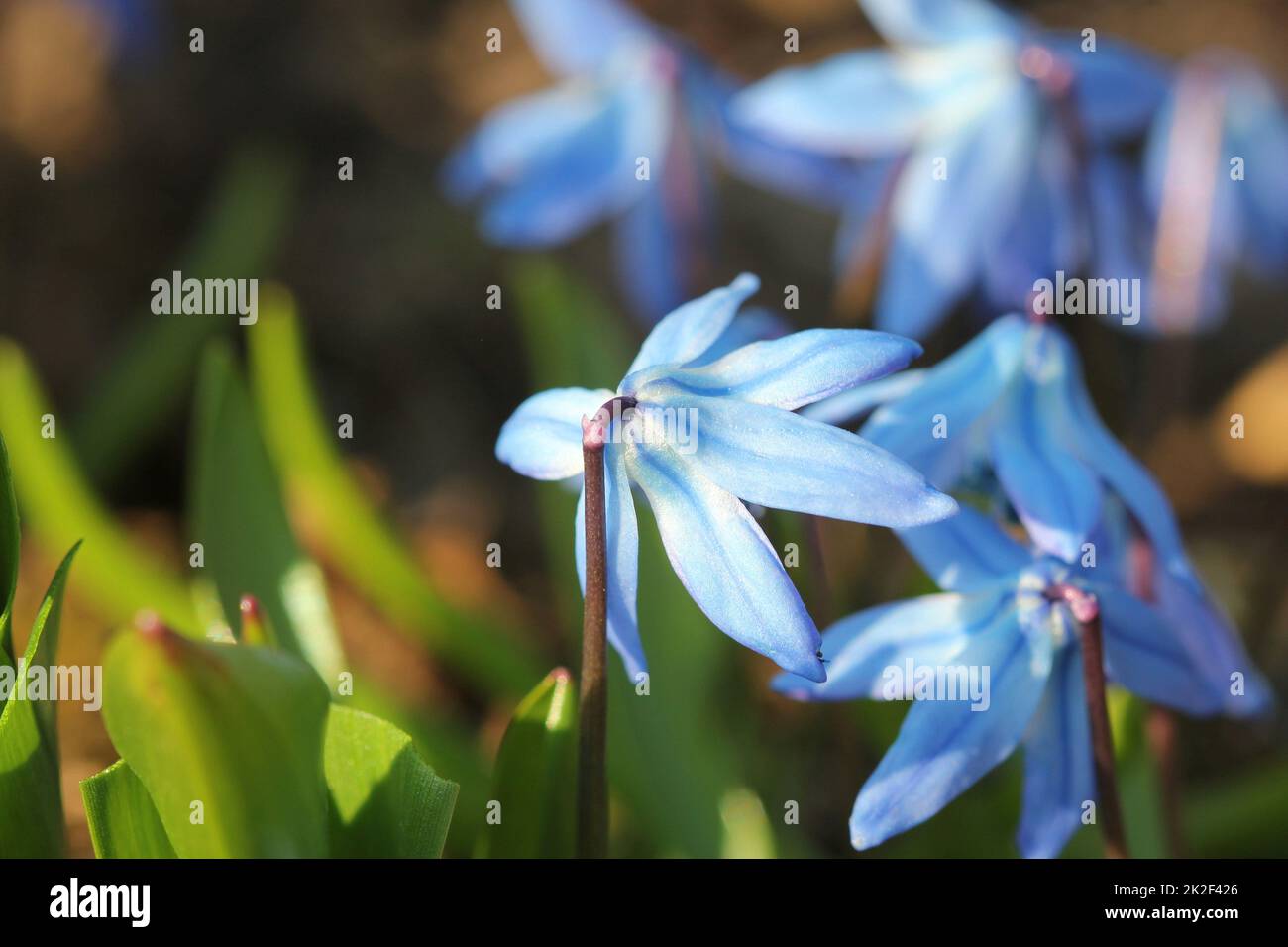 Schöne Scilla siberica (Sibirische blausterne oder Holz blausterne) Erste Frühlingsblumen. Stockfoto