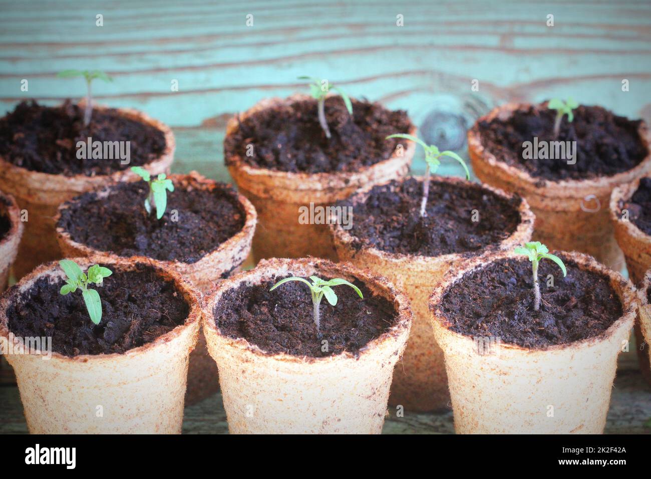 Junge tomate Sämling Sprößlinge in den Torf Töpfe. Gartenarbeit Konzept. Stockfoto