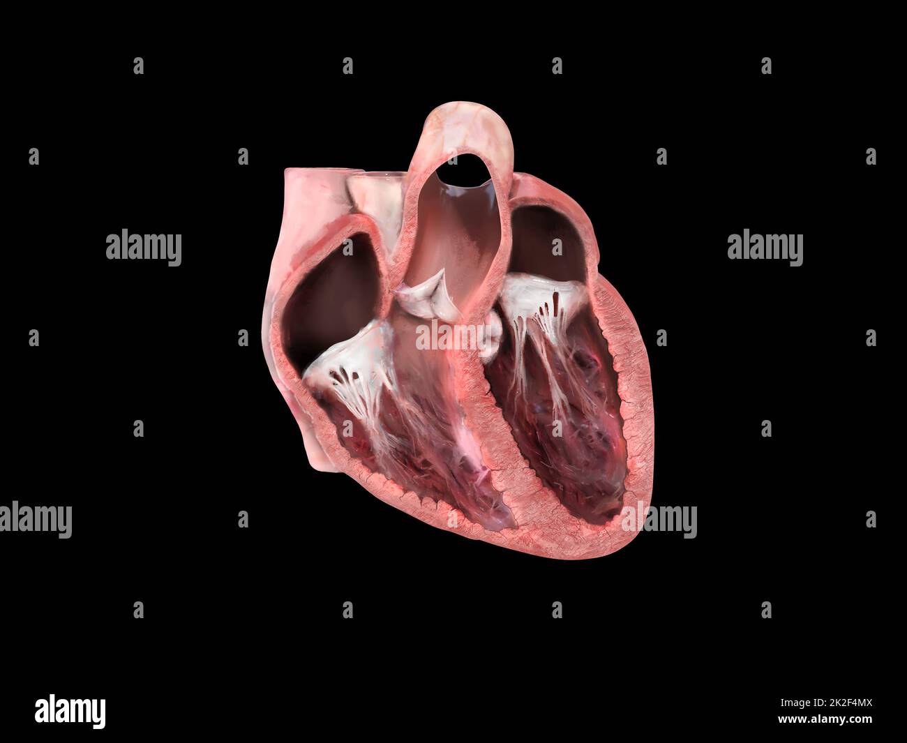 Die Anatomie des menschlichen Herzens. Schulungsdiagramm, das den Blutfluss mit markierten Hauptteilen zeigt. Anatomischer Herzabschnitt, rechter und linker Ventrikel und Septum, Herzklappe, Herzinfarkt, Herzprobleme, 3D-Rendering Stockfoto
