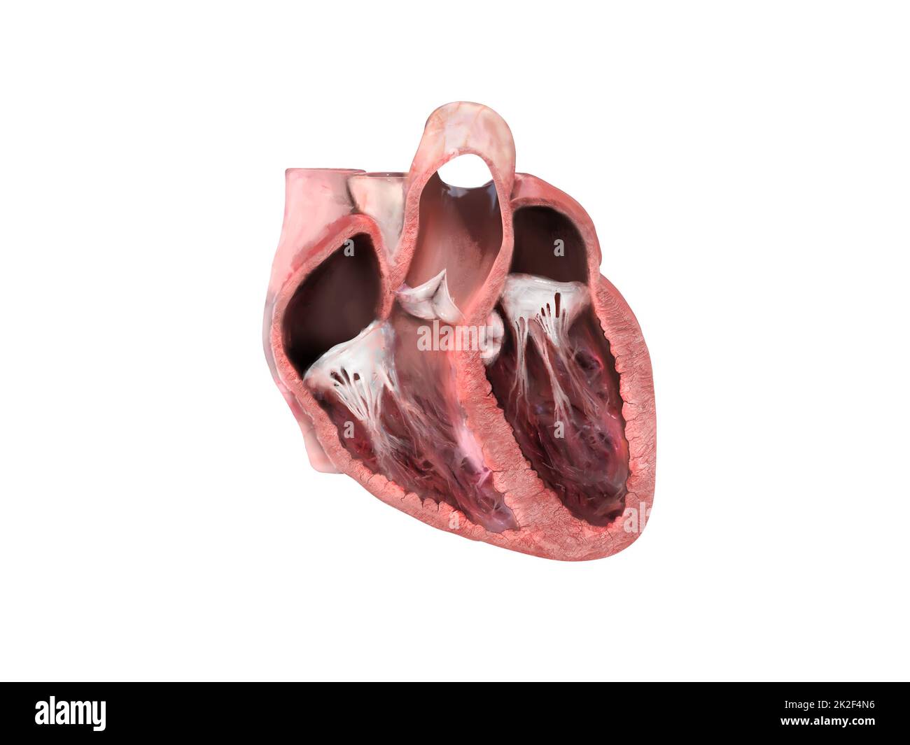 Die Anatomie des menschlichen Herzens. Schulungsdiagramm, das den Blutfluss mit markierten Hauptteilen zeigt. Anatomischer Herzabschnitt, rechter und linker Ventrikel und Septum, Herzklappe, Herzinfarkt, Herzprobleme, 3D-Rendering Stockfoto