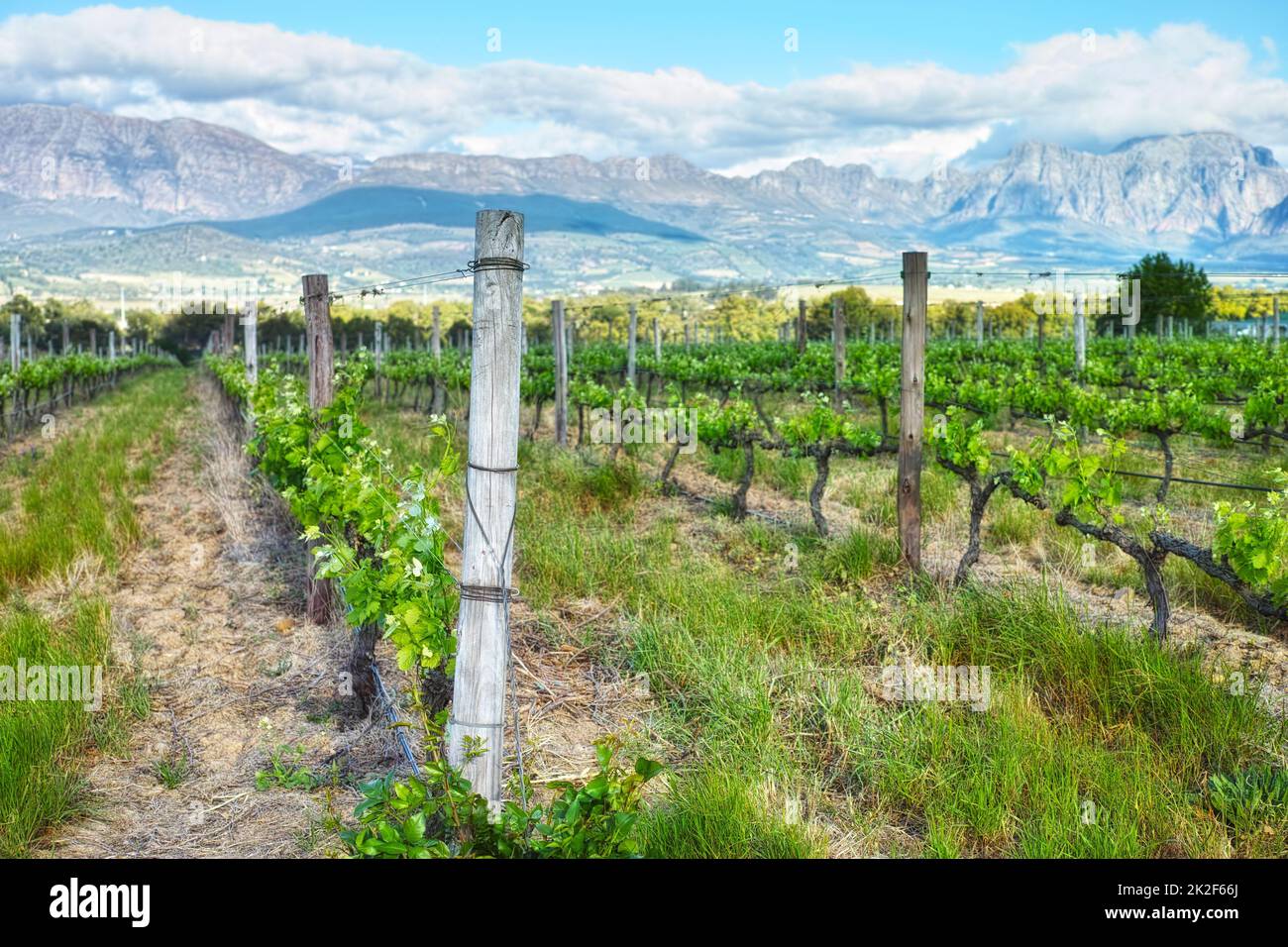 Blick über die Weingebiete. Eine malerische Aussicht auf einen Weinberg in den Kapwinelands. Stockfoto