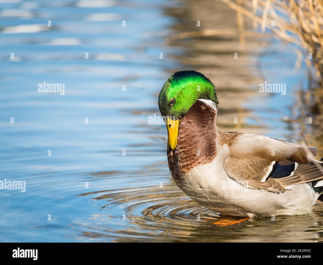 Niedliche männliche Stockente, die sich auf reinem See von bluteten mit Spiegelung im Wasser putzte, blutete, slowenien Stockfoto