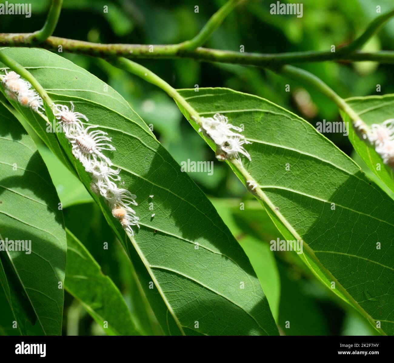Gruppe von langschwänzigen Mealybug oder Pseudococcus longispinus auf einer grünen Blattbaumpflanze Stockfoto