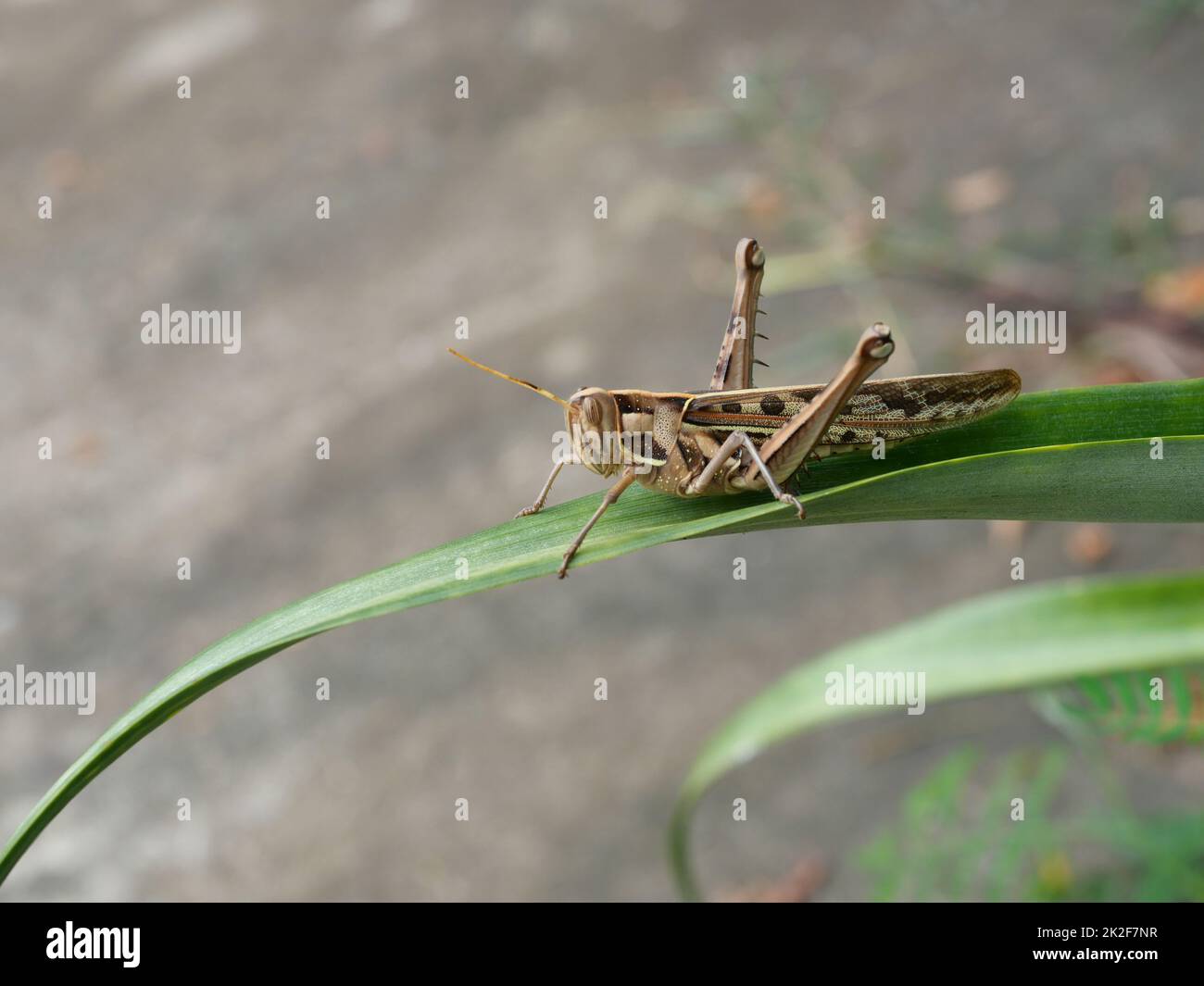 Brown Grasshopper, Bombay Locust auf grünem Blattbaum mit grauem Hintergrund, Thailand Stockfoto