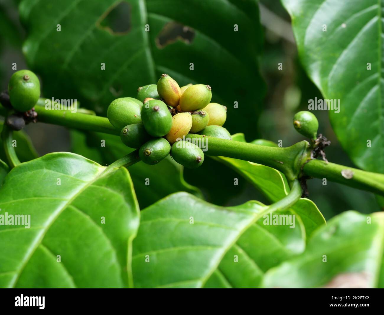 Rohe Früchte und reife gelbe und grüne Kaffeekirschbohnen auf der Baumplantage in Thailand Stockfoto