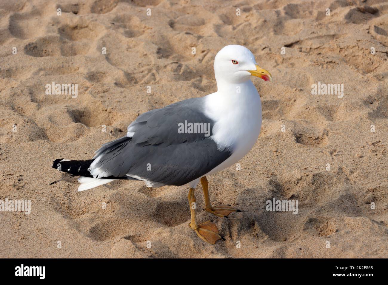 MittelmeermÃ¶We (Larus michahellis) Stockfoto