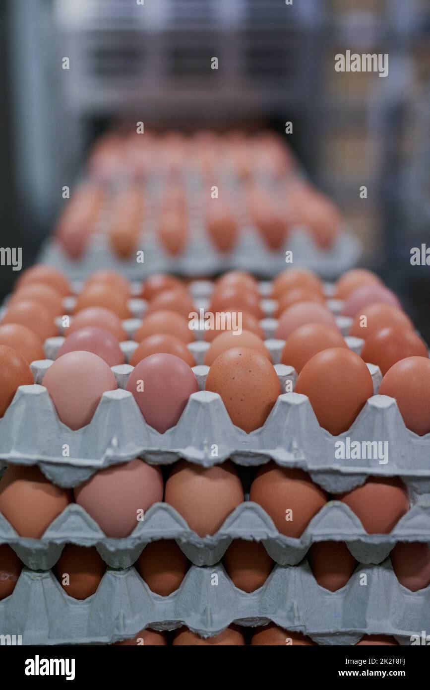 Dutzende von Dutzenden von Eiern. Schuss verpackter Hühnereier, die aus einer Maschine innerhalb einer Fabrik herausfahren. Stockfoto