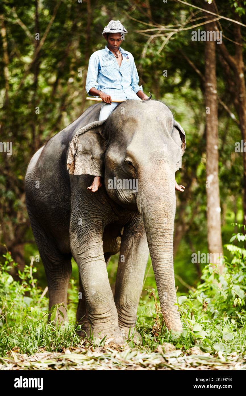 Thailändischer Elefantenpfleger auf domestiziertem Elefanten. Ein Elefantenpfleger, der auf einem jungen asiatischen Elefanten im Wald reitet. Stockfoto