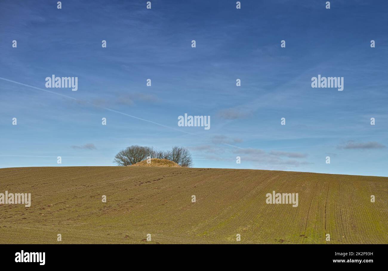 Baumhaufen am Horizont. Bäume auf einem Hügel am Horizont eines leeren Feldes. Stockfoto