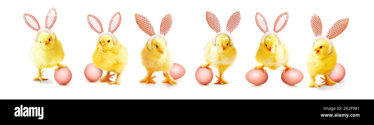 Kleine niedliche Neugeborene Baby Küken für Ostern Feier. Stockfoto