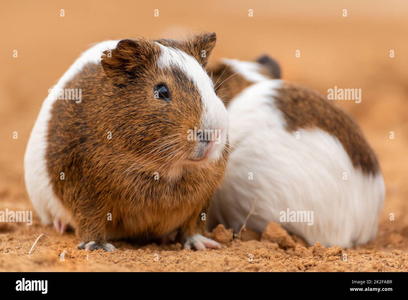 Zwei süße Meerschweinchen Stockfoto