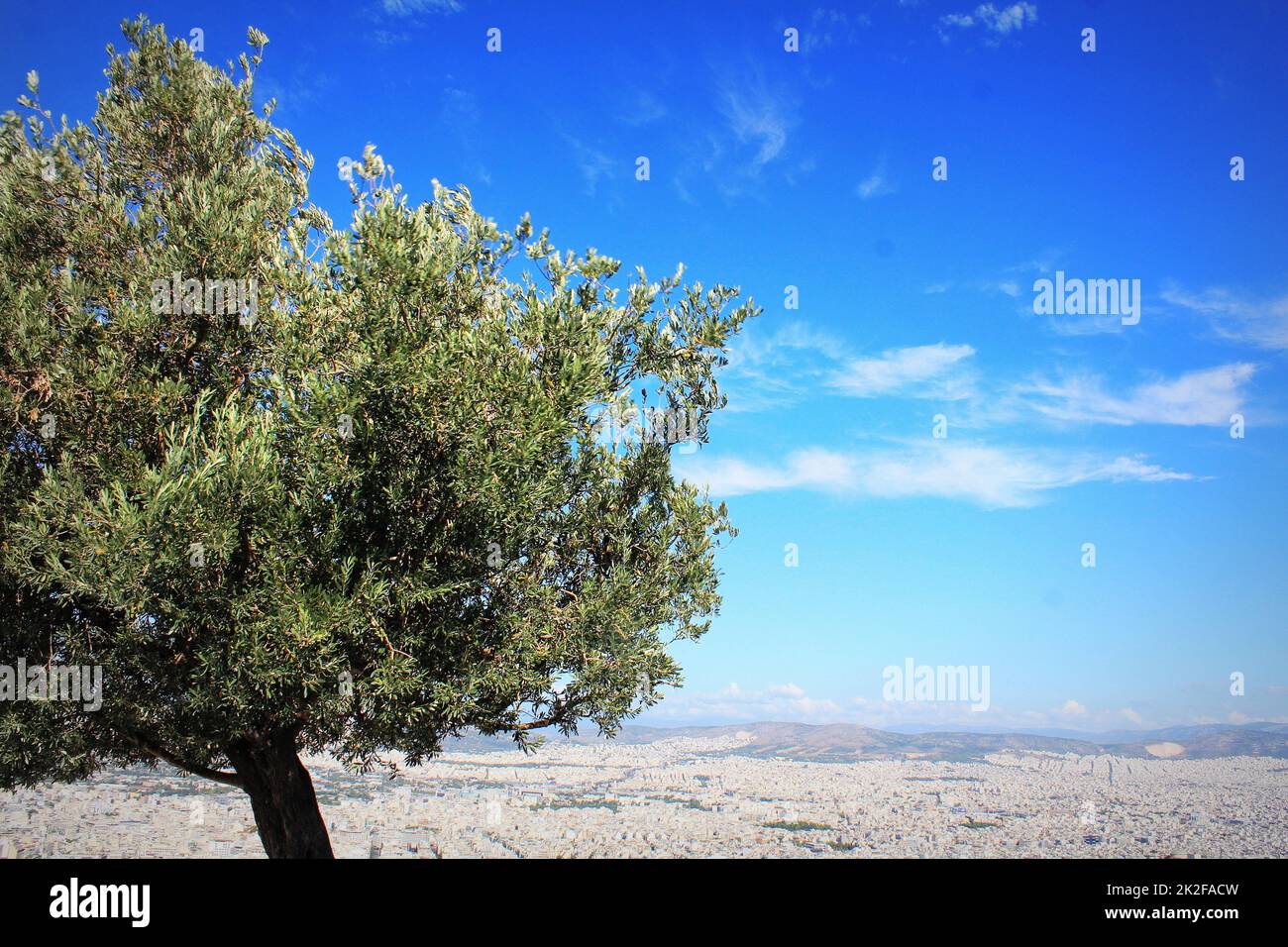 Der Olivenbaum - Geschenk des weiblichen gottes Athene und Symbol der Stadt Athen - auf dem Hügel Lycavittos Stockfoto