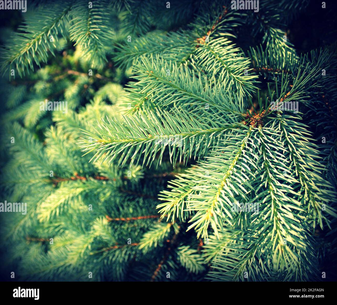 Tannenbaum-Brunch aus der Nähe. Oberflächliche Fokussierung. Flauschiger Tannenbaum-Brunch aus der Nähe. Weihnachtstapeten-Konzept Stockfoto