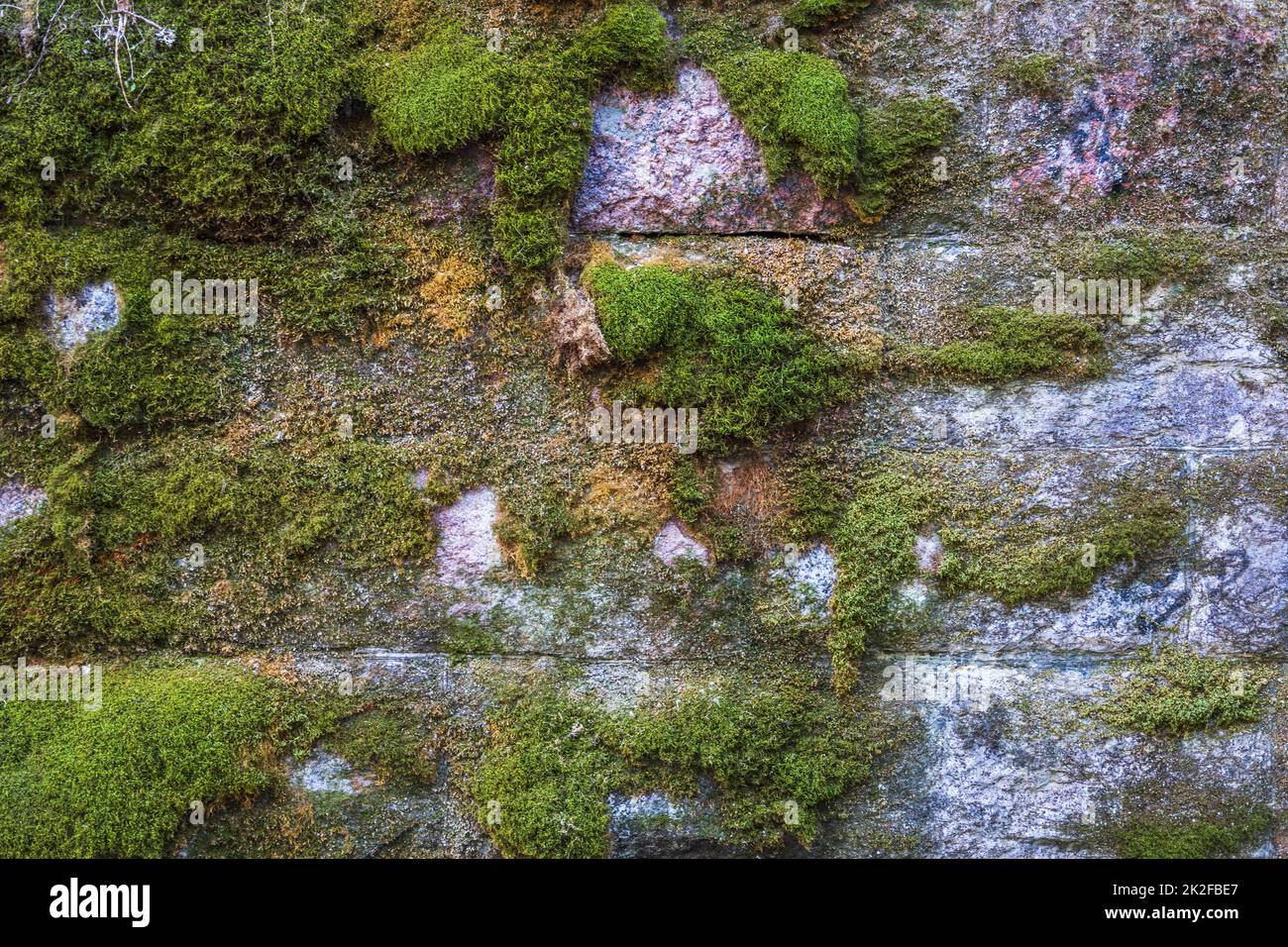 Alte Steinmauer mit grünem Moos und Flechten bedeckt Stockfoto