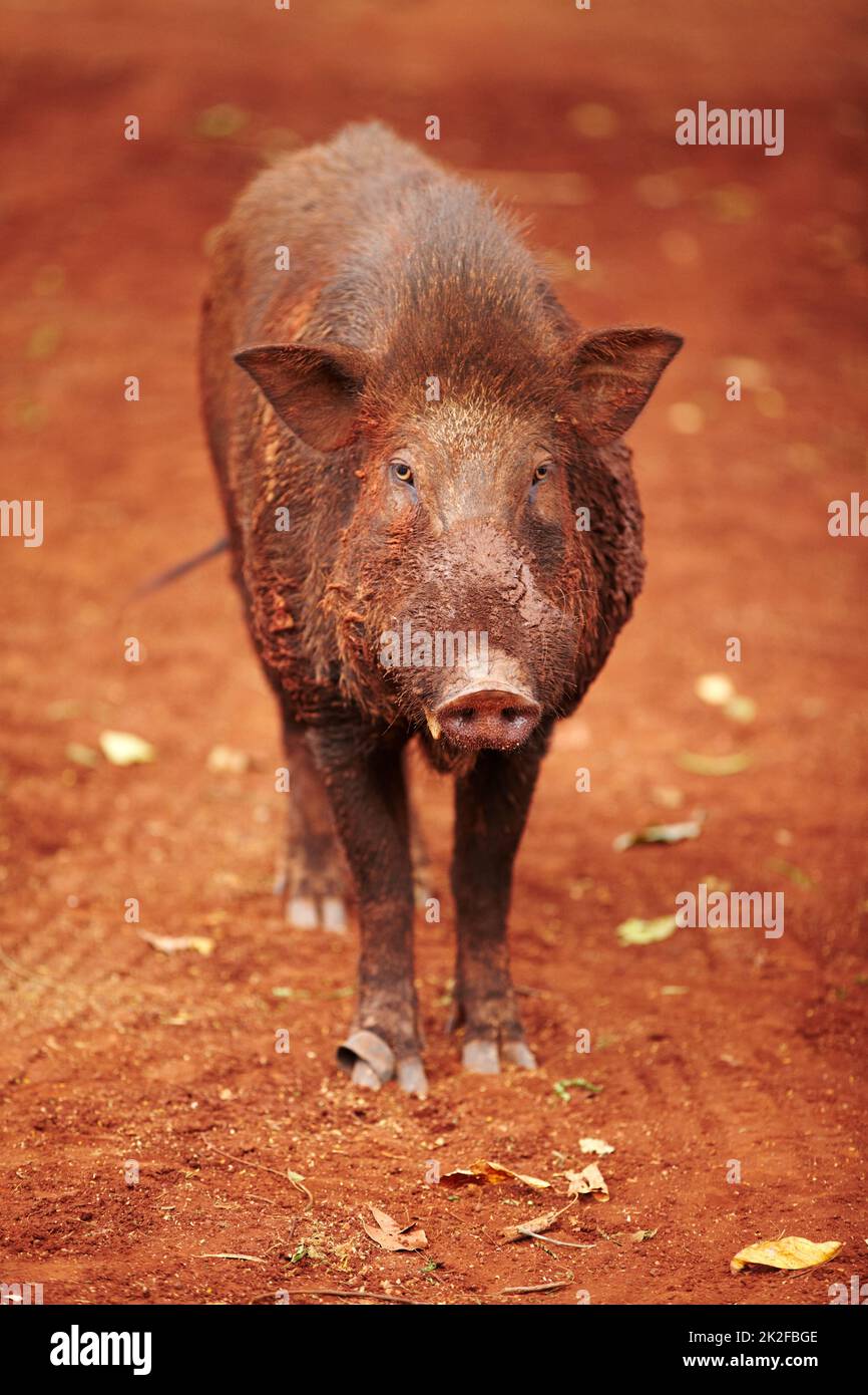 Dirty wild boar -Fotos und -Bildmaterial in hoher Auflösung – Alamy
