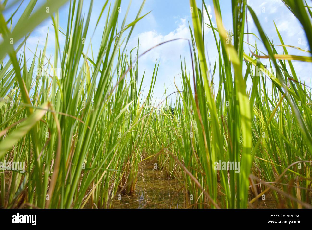 Reisplantage. Die ländlichen Reisfelder Thailands. Stockfoto