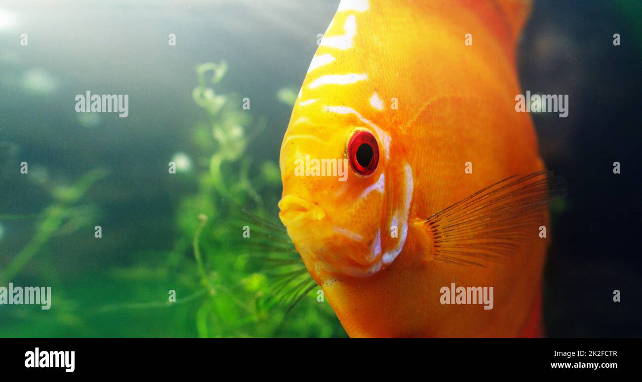 Der rote Diskus kann jedes Aquarium erhellen. Aufnahme eines roten Diskus in einem Süßwasserfischbecken. Stockfoto