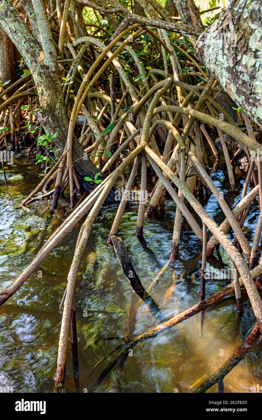 Dichte Vegetation im Mangrovenwald mit seinen Wurzeln Stockfoto