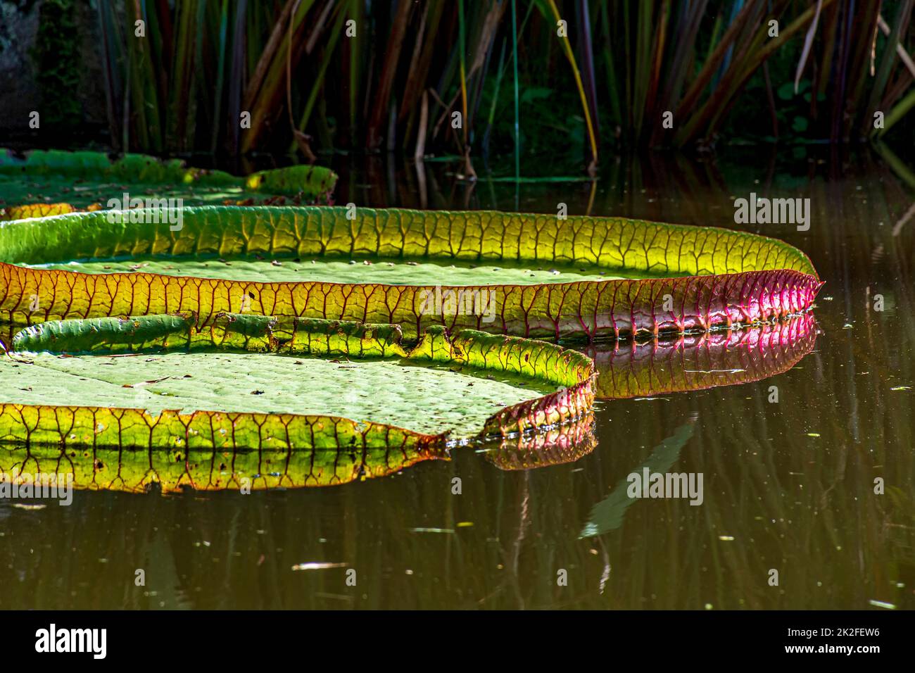 Wasserlilie, typisch für den Amazonas, mit ihrer charakteristischen kreisförmigen Form Stockfoto