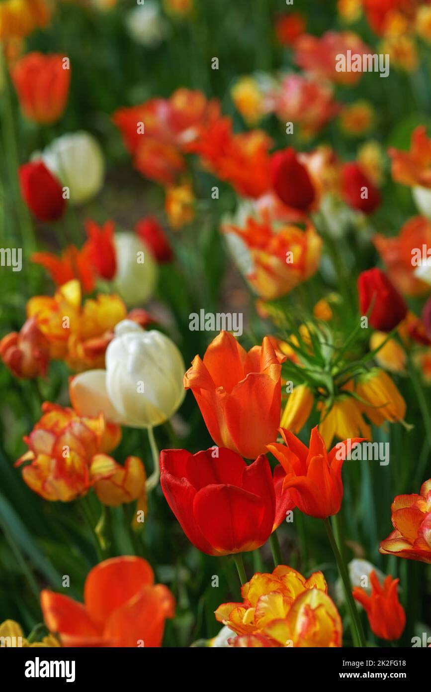 Schönheit in voller Blüte. Ein buntes Feld von blühenden Tulpen und Lilien. Stockfoto