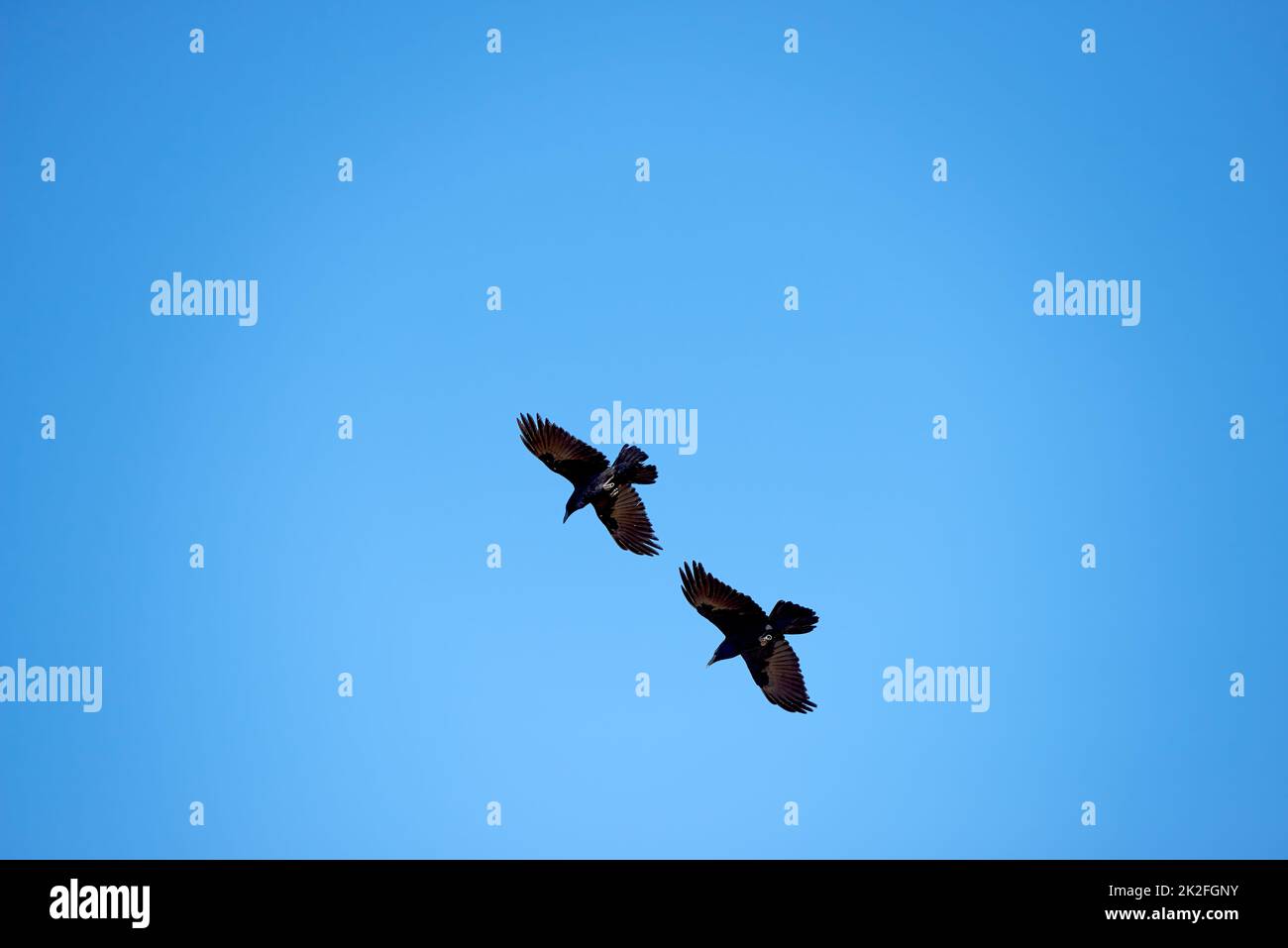 Die Freiheit des Fliegens. Eine Vogelschar, die durch den Himmel fliegt. Stockfoto