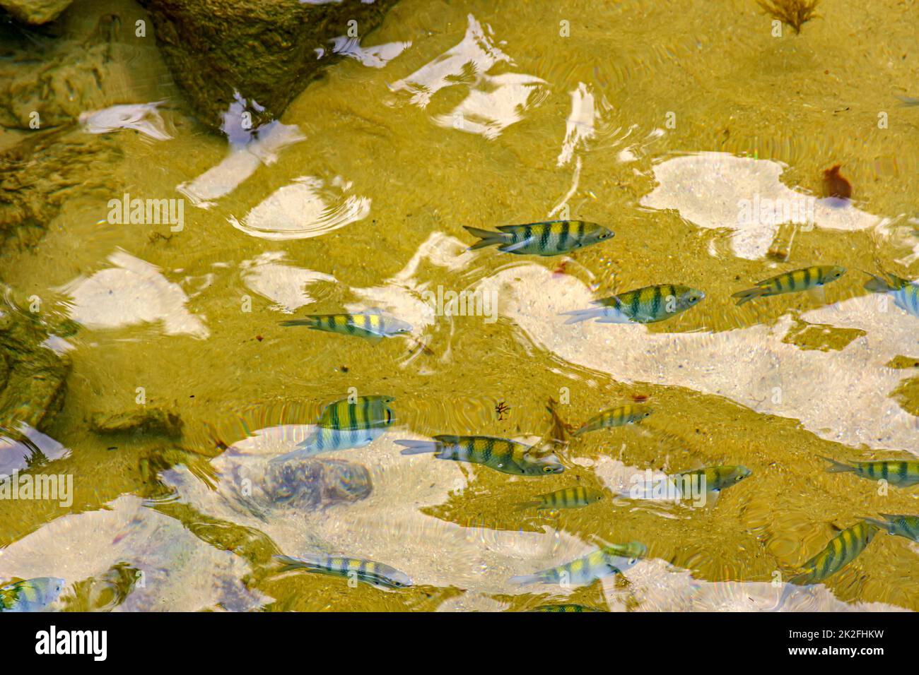 Schule der kleinen Fische, die im sauberen Wasser der tropischen Strände von Trindade schwimmen Stockfoto