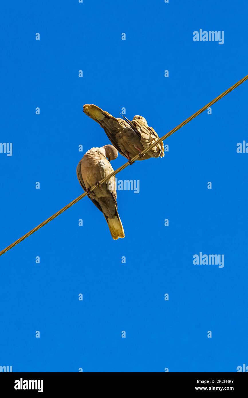 Tauben Taubenvögel sitzen auf Stromleitung in Playa del Carmen Quintana Roo Mexiko. Stockfoto Tauben Taubenvögel sitzen auf Stromleitung in Playa del Carmen Quintana Roo Mexiko. Stockfoto