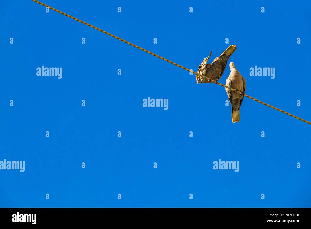 Taubenvögel sitzen in Mexiko an der Stromleitung. Stockfoto Taubenvögel sitzen in Mexiko an der Stromleitung. Stockfoto
