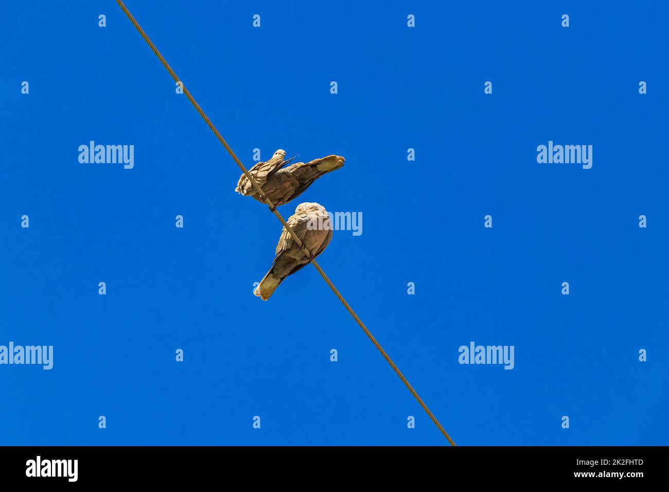 Taubenvögel sitzen in Mexiko an der Stromleitung. Stockfoto Taubenvögel sitzen in Mexiko an der Stromleitung. Stockfoto