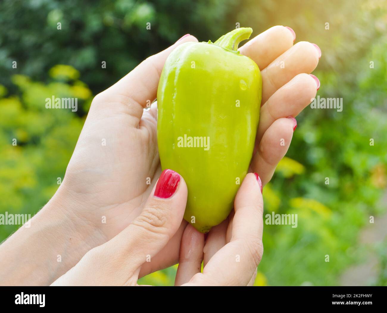 Der Begriff Garten und Landwirtschaft. Die Hände einer jungen Frau mit grünem süßem Pfeffer. Vegane vegetarische Nahrungsmittelproduktion aus eigener Produktion Stockfoto
