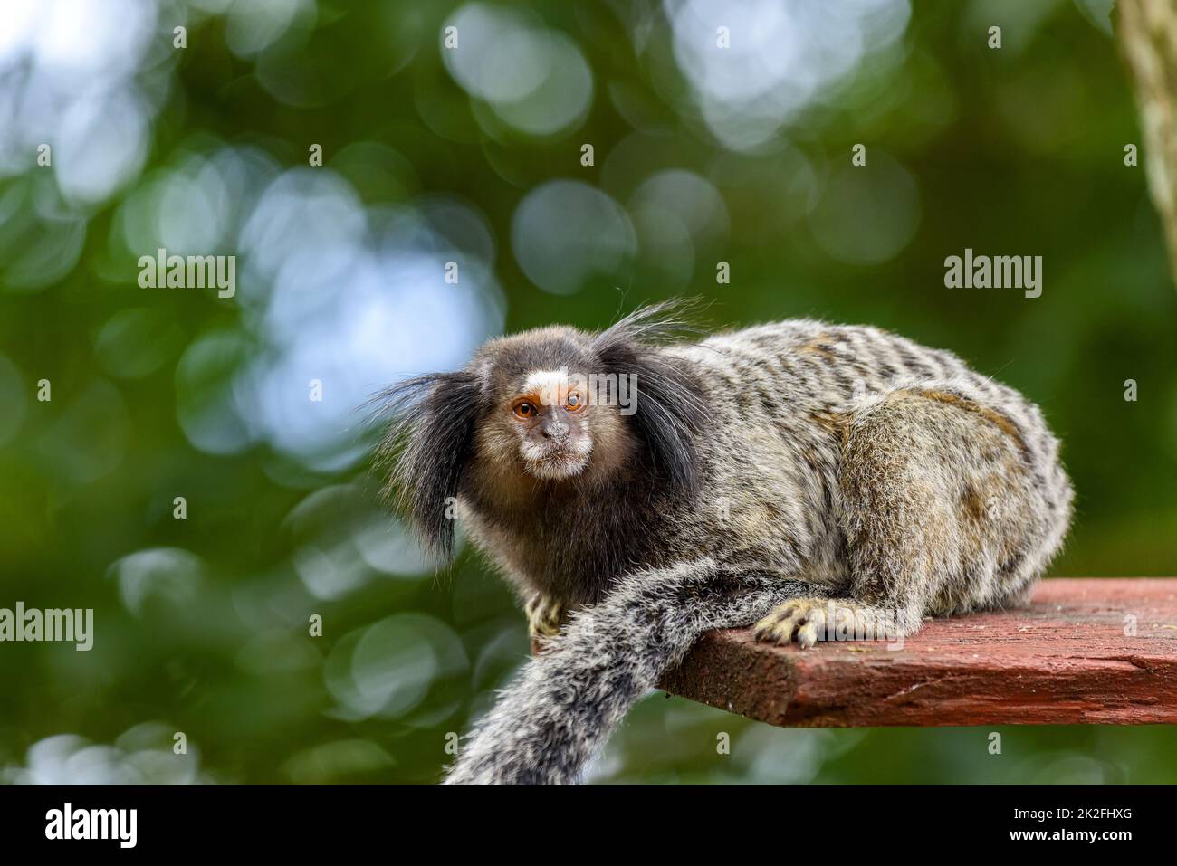 Schwarz-getuftete Marmoset Stockfoto