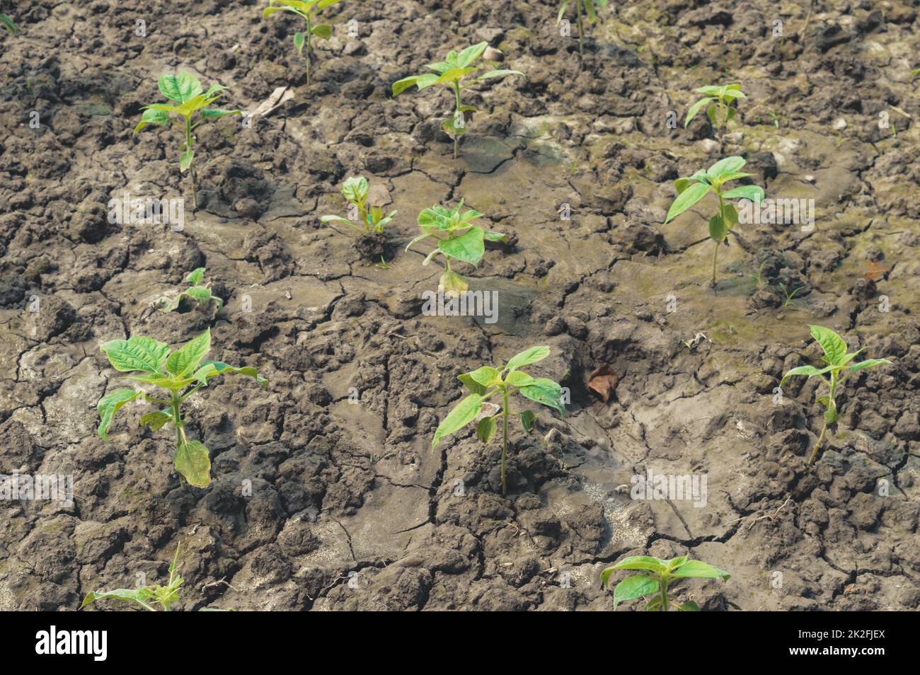 Landwirtschaft. Pflanzen anbauen. Pflanzenkeimling. Junge Babypflanzen wachsen in Keimsequenz auf fruchtbarem Boden Hintergrund Stockfoto