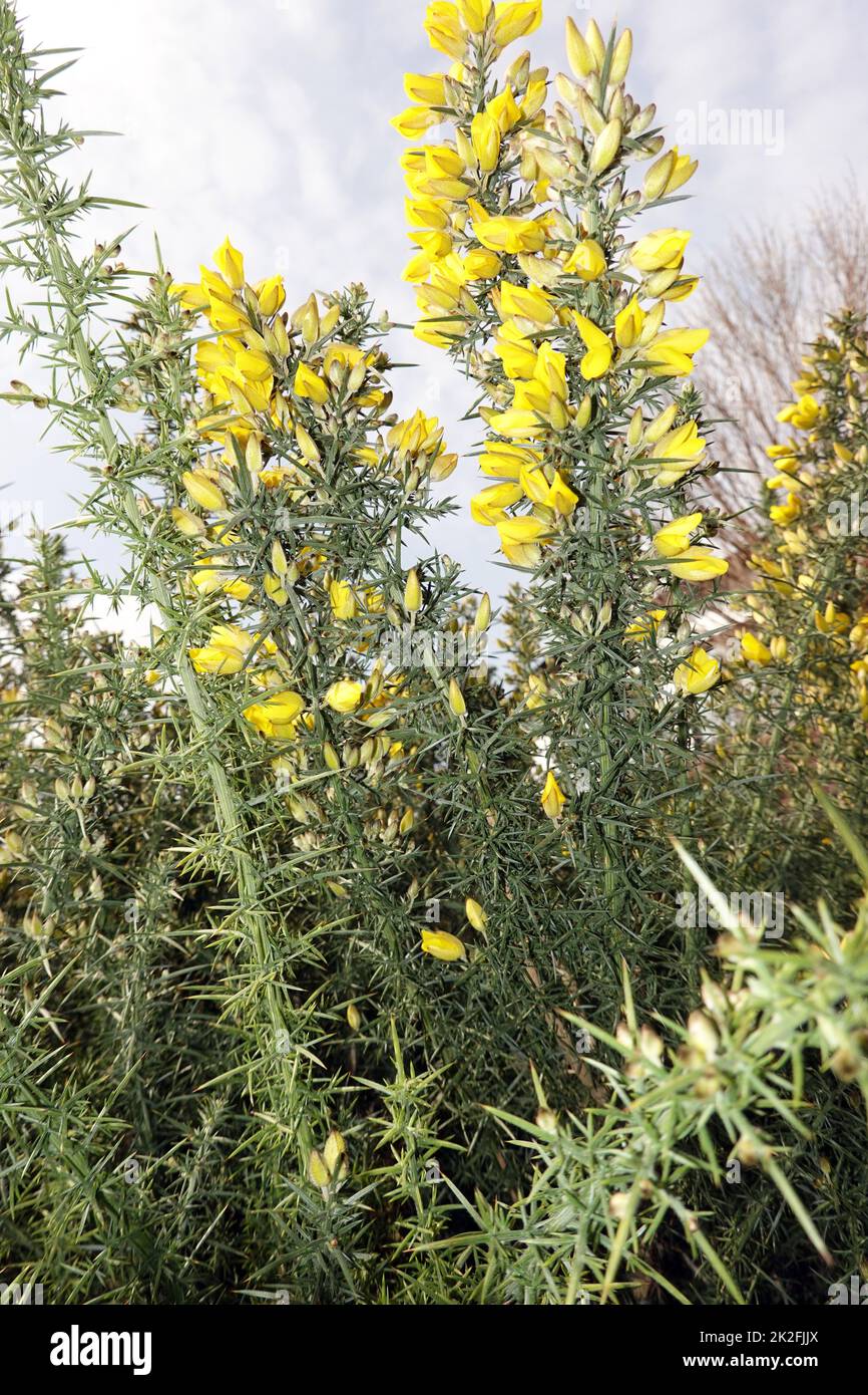 Stechginster (Ulex europaeus) - blÃ¼hende Pflanze Stockfoto