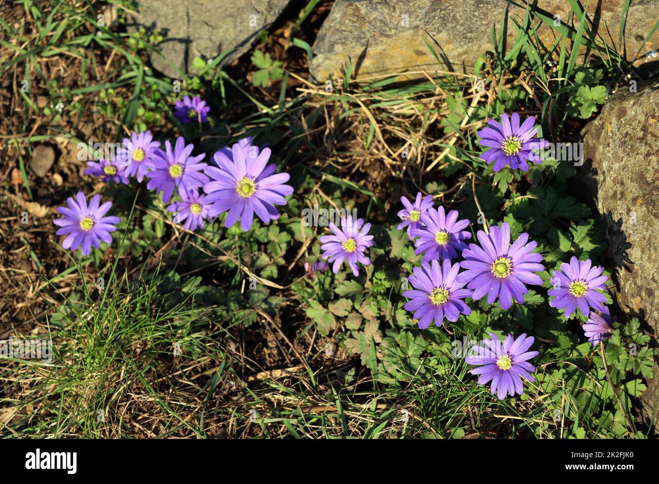 Balkan-WindrÃ¶schen (Anemone blanda) - blÃ¼hende Pflanze Stockfoto