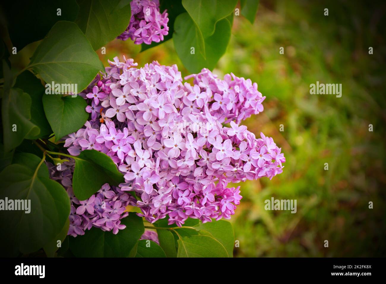 Fliederfarbene Blüten (Latin Syringa vulgaris) Stockfoto