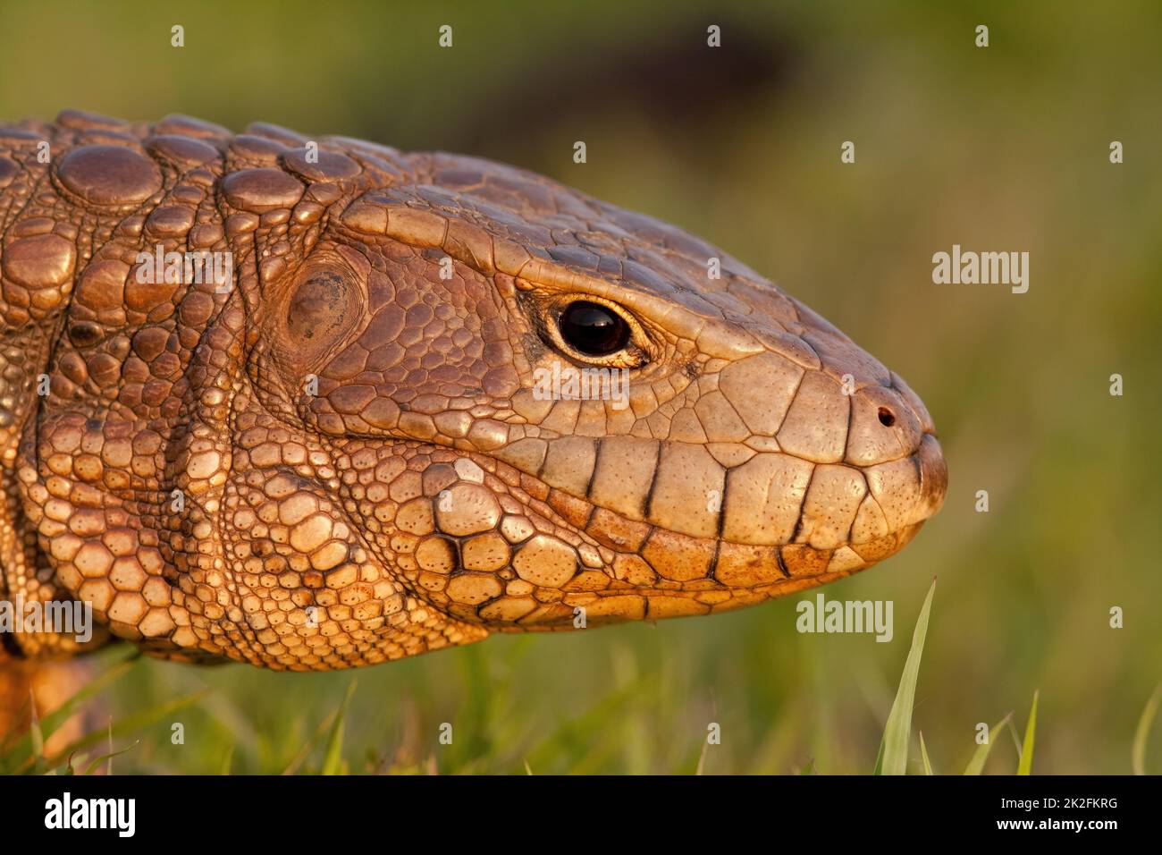 Detail der paraguayischen Kaimaneidechse, die sich in Pantanal, Brasilien sonnt Stockfoto