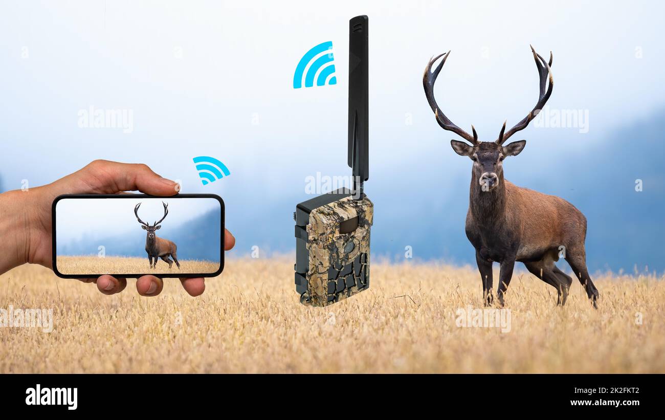Wanderkamera sendet Bild von Hirschen über ein Mobilfunknetz an das Mobiltelefon Stockfoto