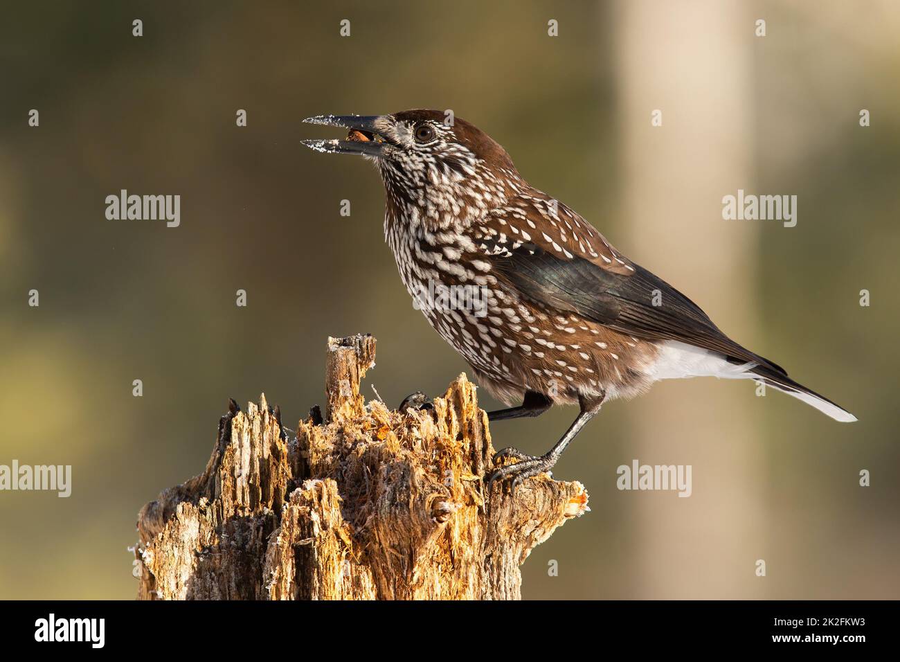 Getupfter Nussknacker auf Holz in der Natur des Frühlings Stockfoto