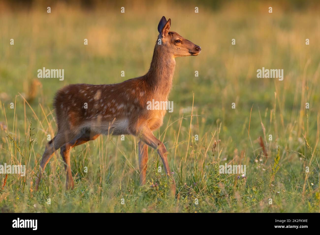 Jungtiere Rotwild, die im Sommer bei Sonnenuntergang auf der Wiese wandern Stockfoto