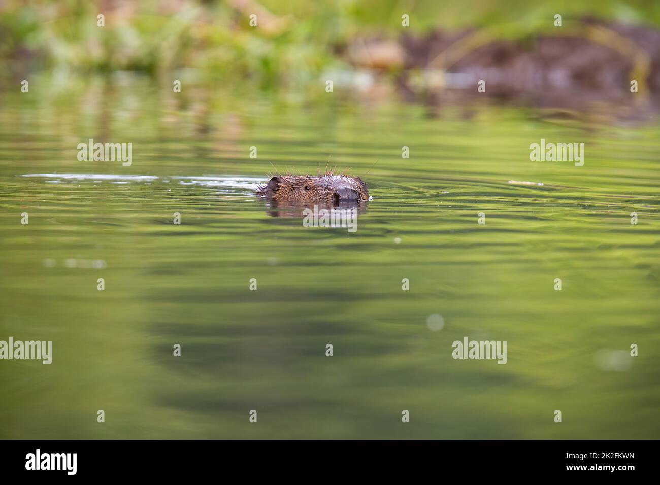Eurasischer Biber, der im Sommer in der Natur im Wasser schwimmend ist Stockfoto